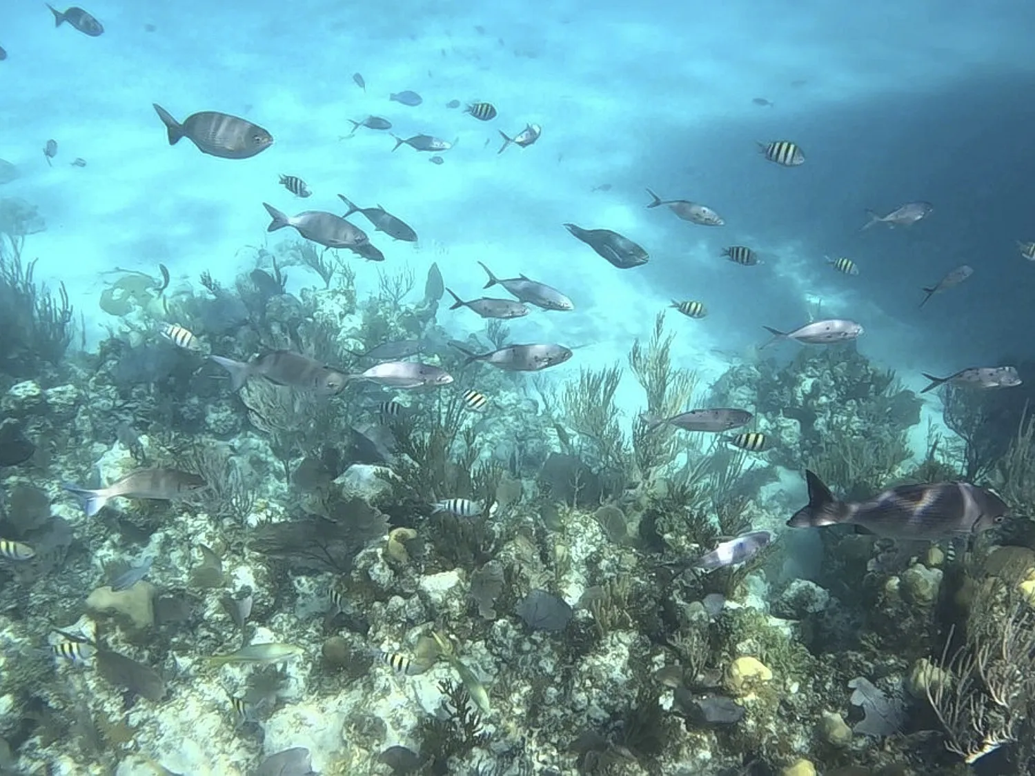 Snorkeling fish