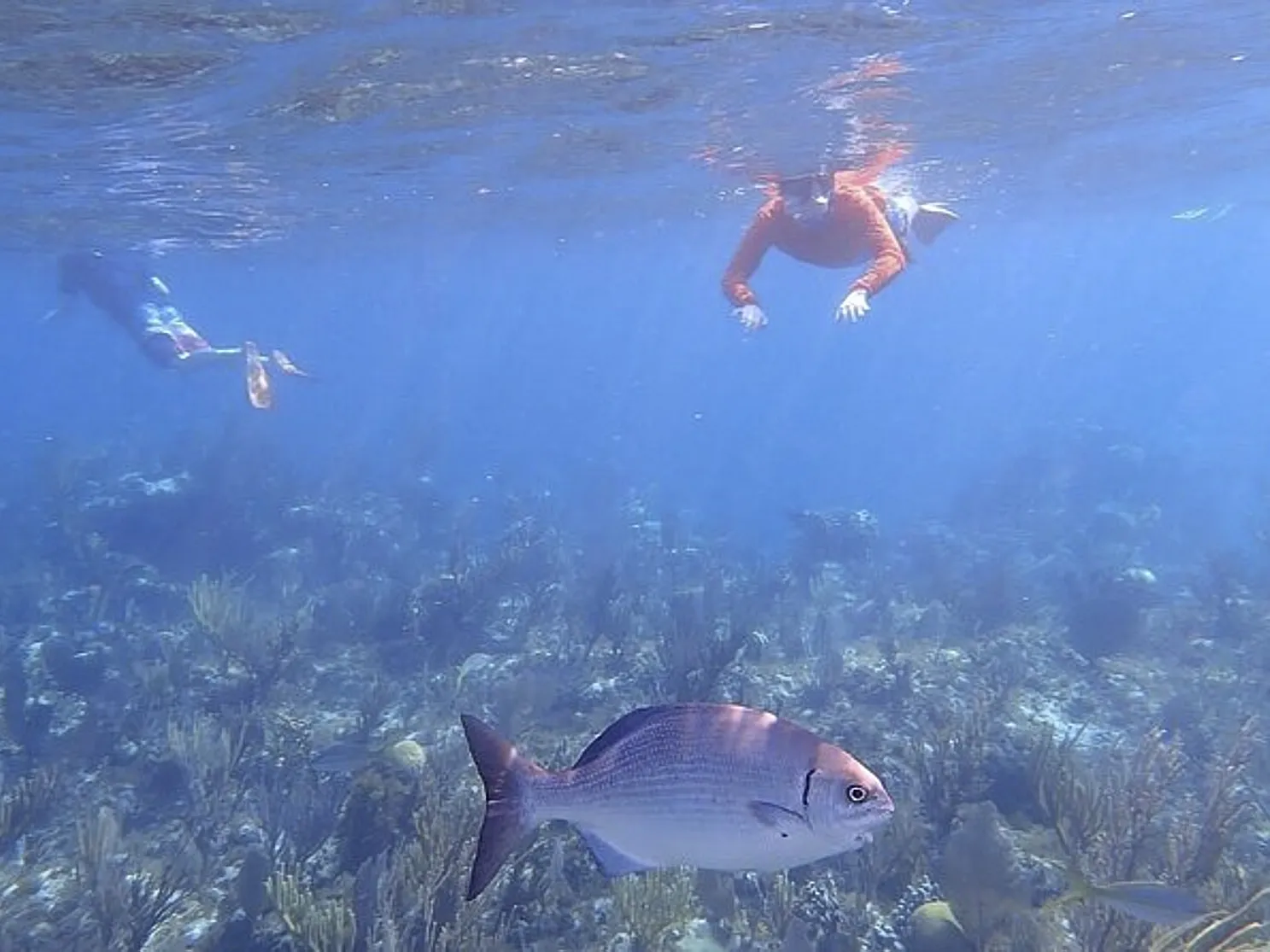 Snorkeling fish