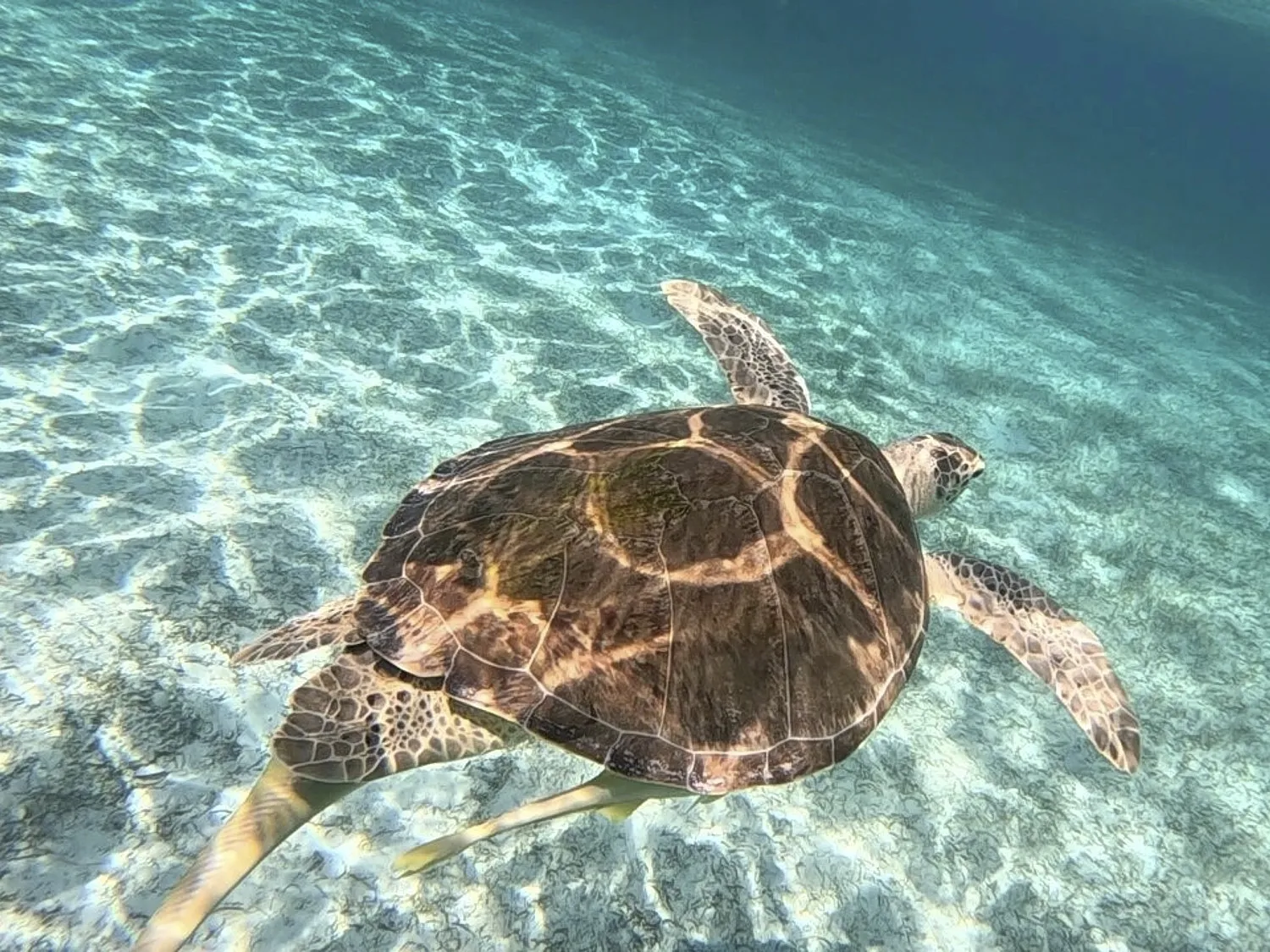 Turtle clear picture