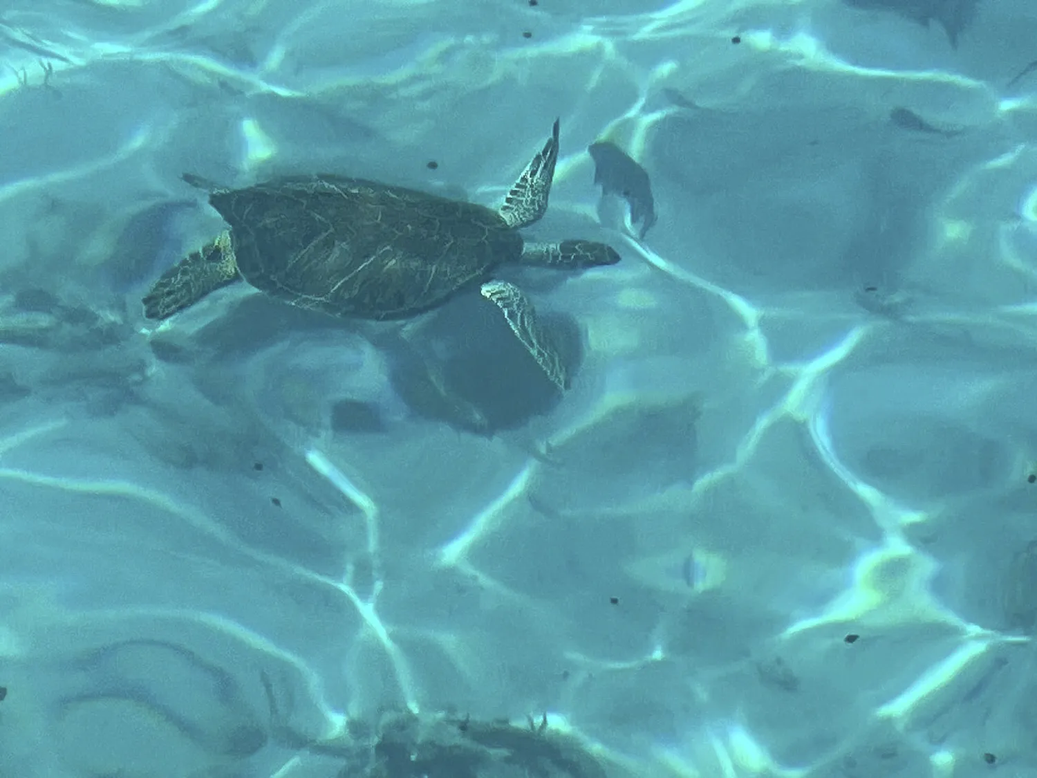 Turtle in the water