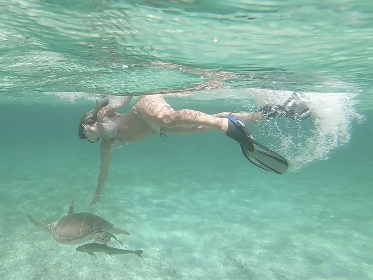 Guest swimming after turtle