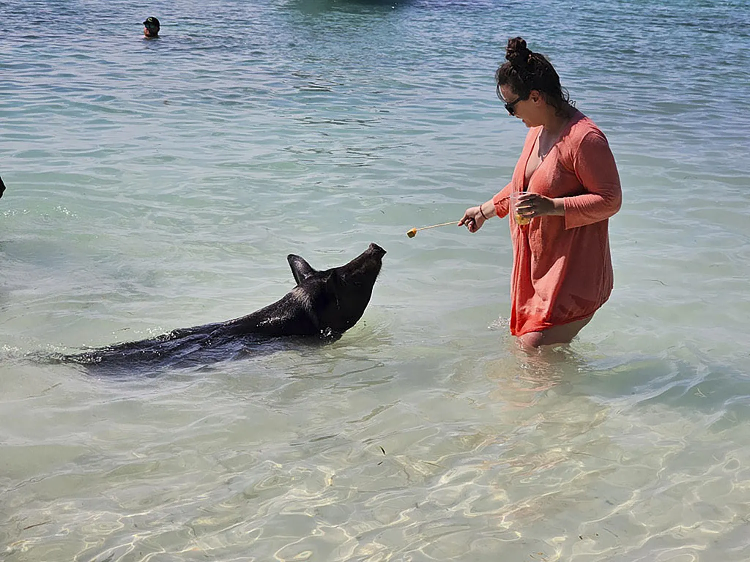Guest feeding a turtle