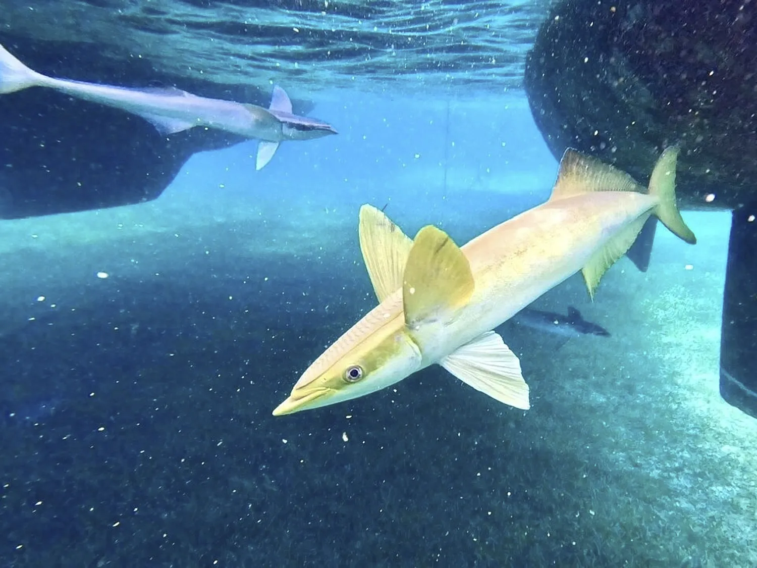 Snorkeling remora