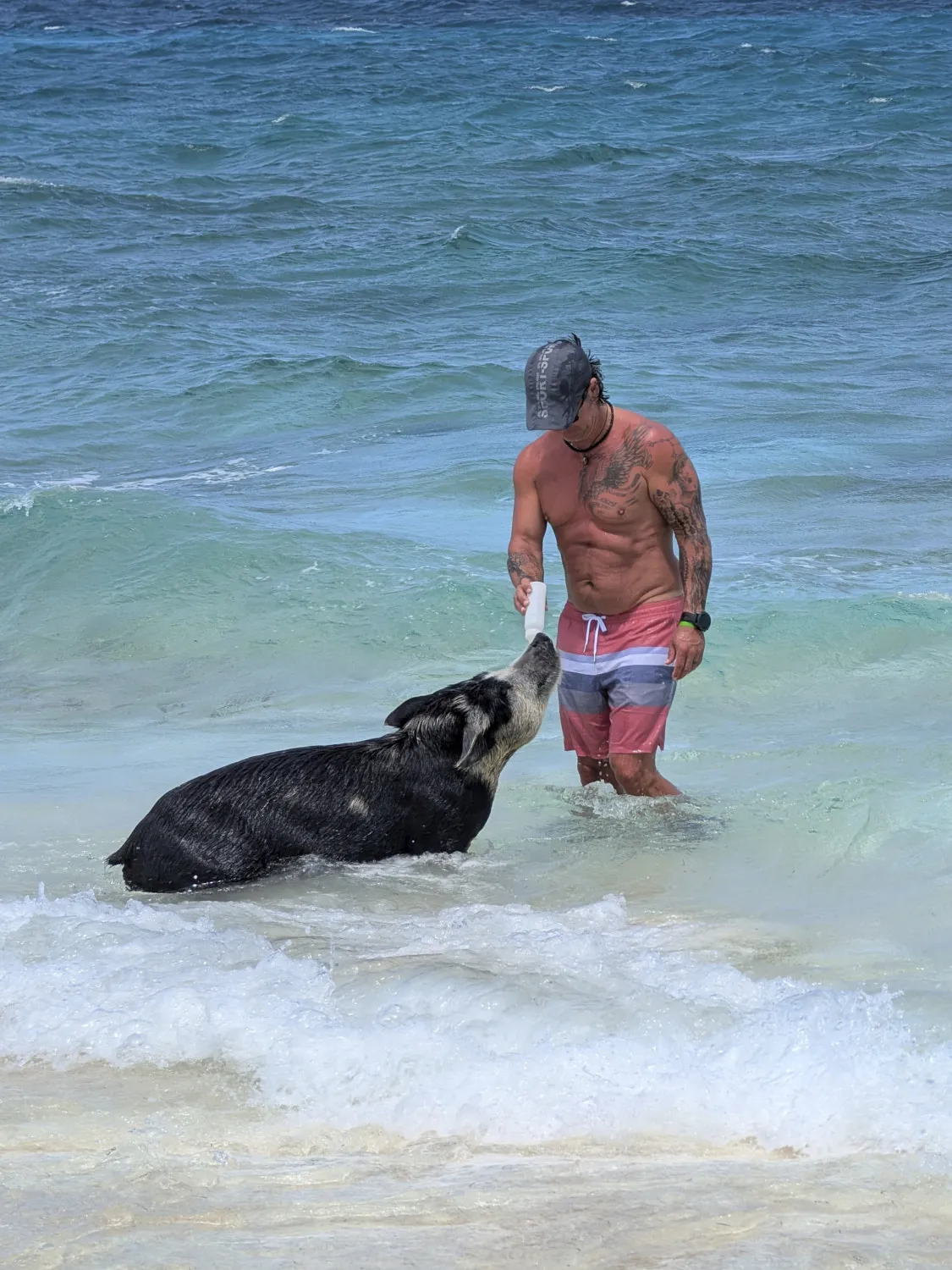 Guests feeding pigs