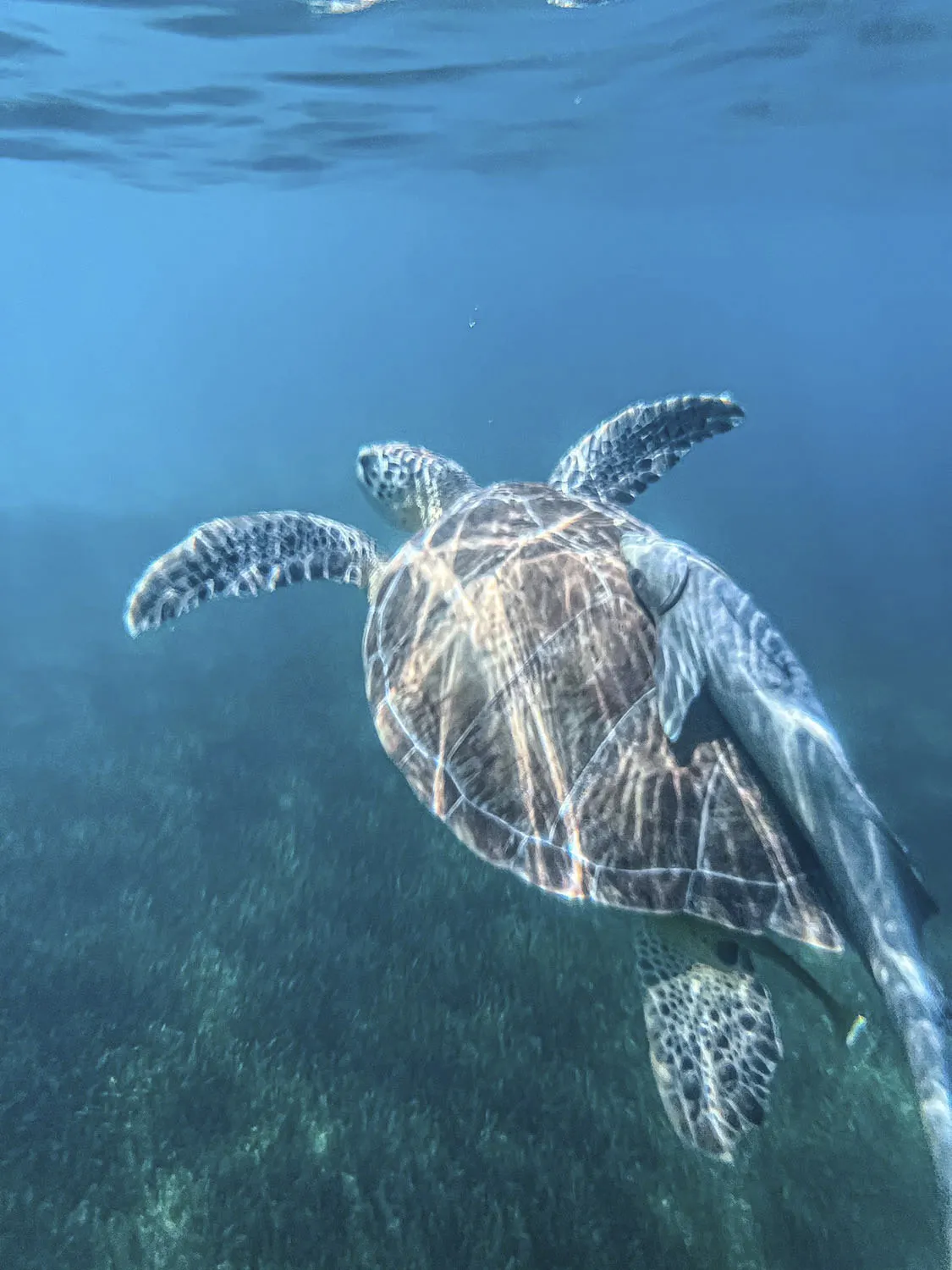 Turtle
