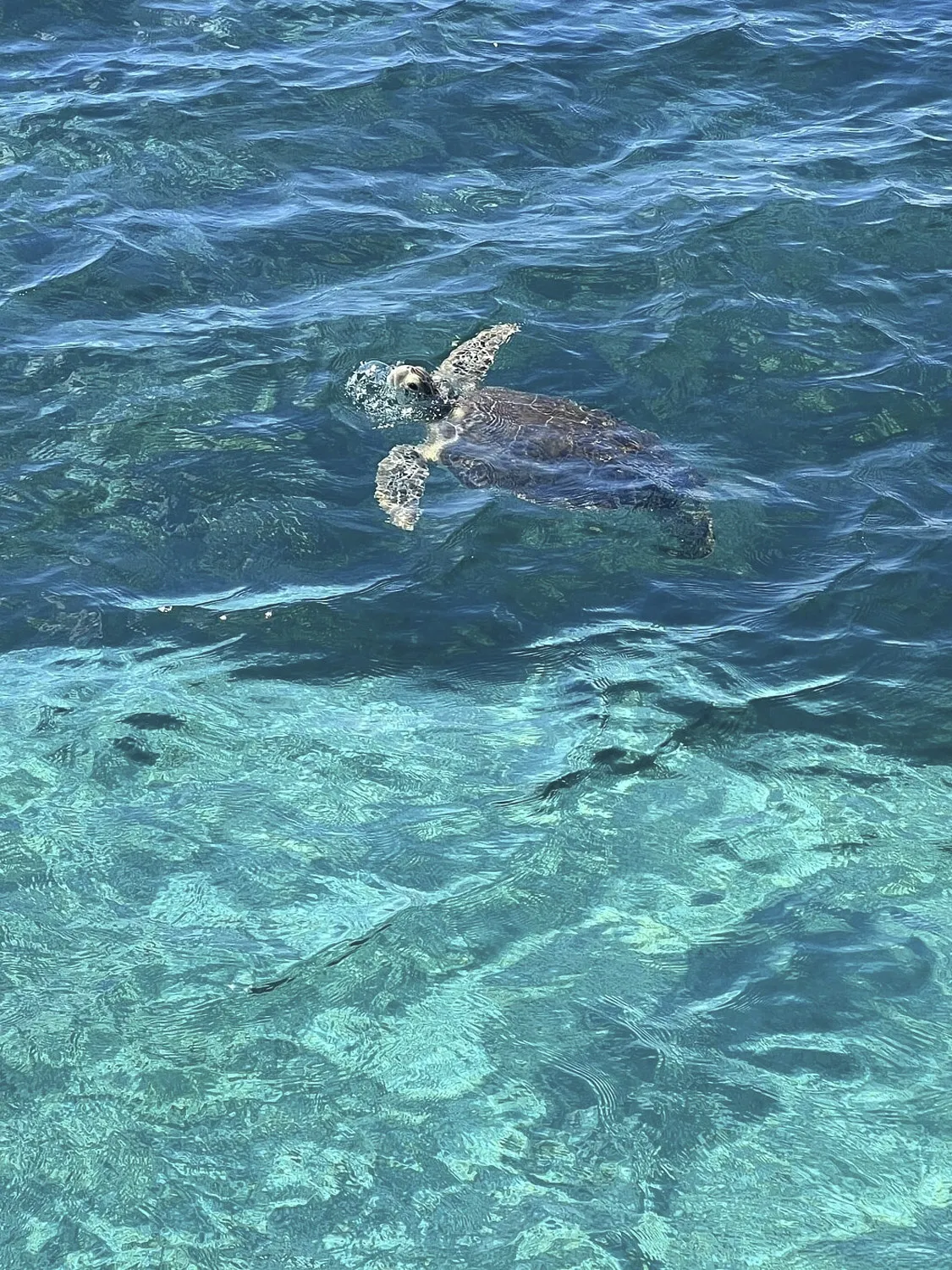 Turtle at the surface