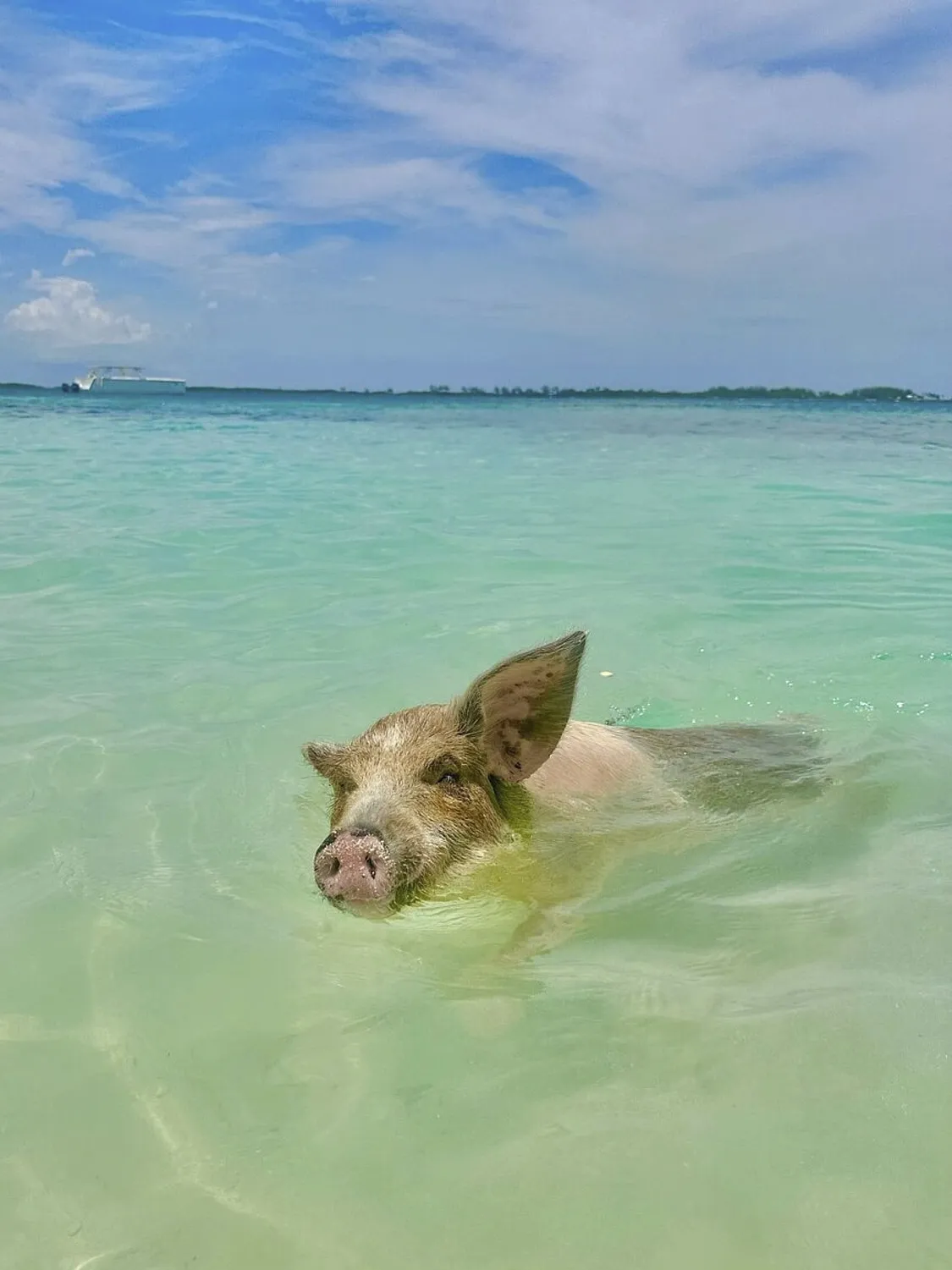 Pig in water