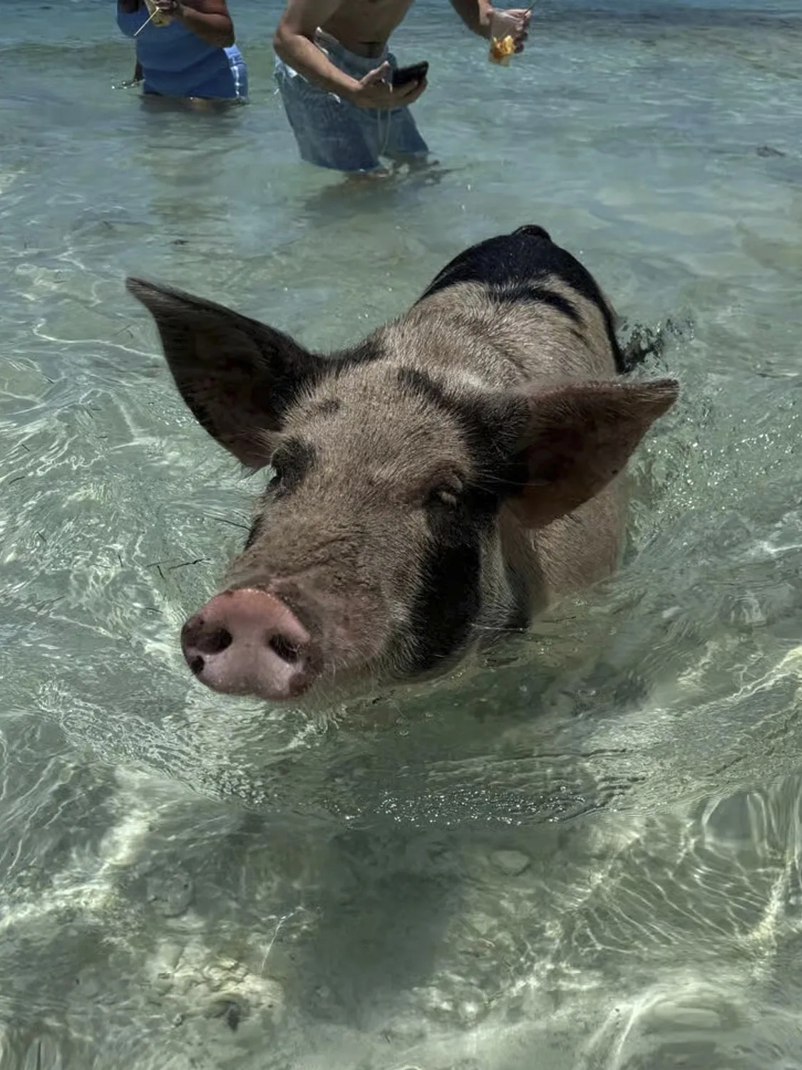 Pig in water