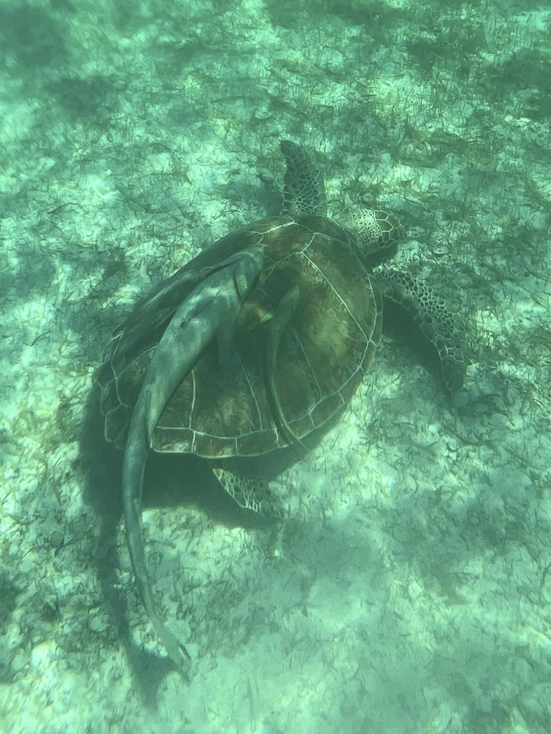 Turtle with sucker fish