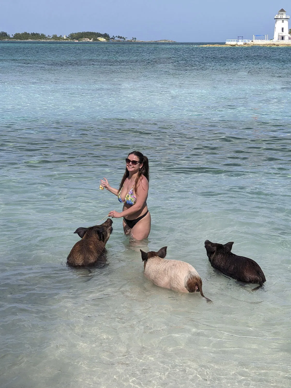 Woman feeding swimming pigs