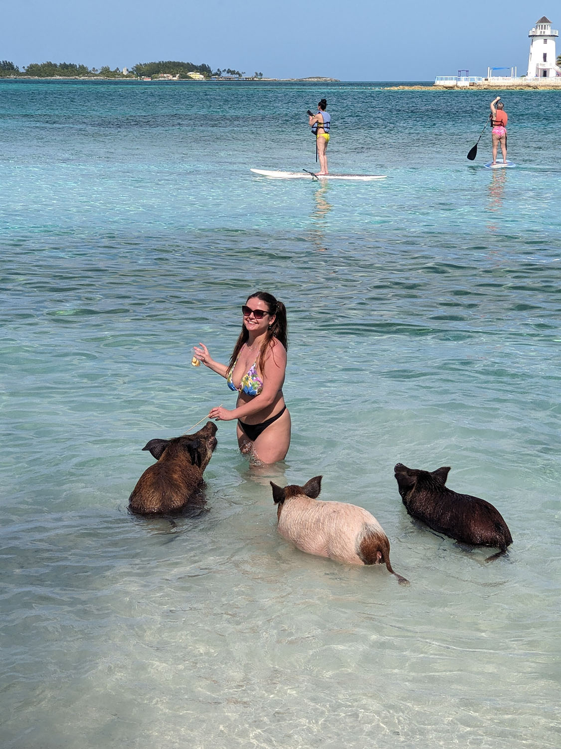 Woman feeding swimming pigs